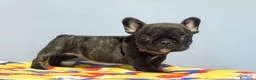 Bulldog Francese cani in vendita: Cuccioli di Bulldog francese - Annuncio 14