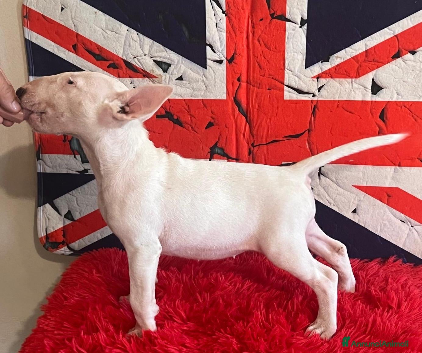 Bull Terrier cani Bull Terrier inglese standard cucciole - Annuncio 31