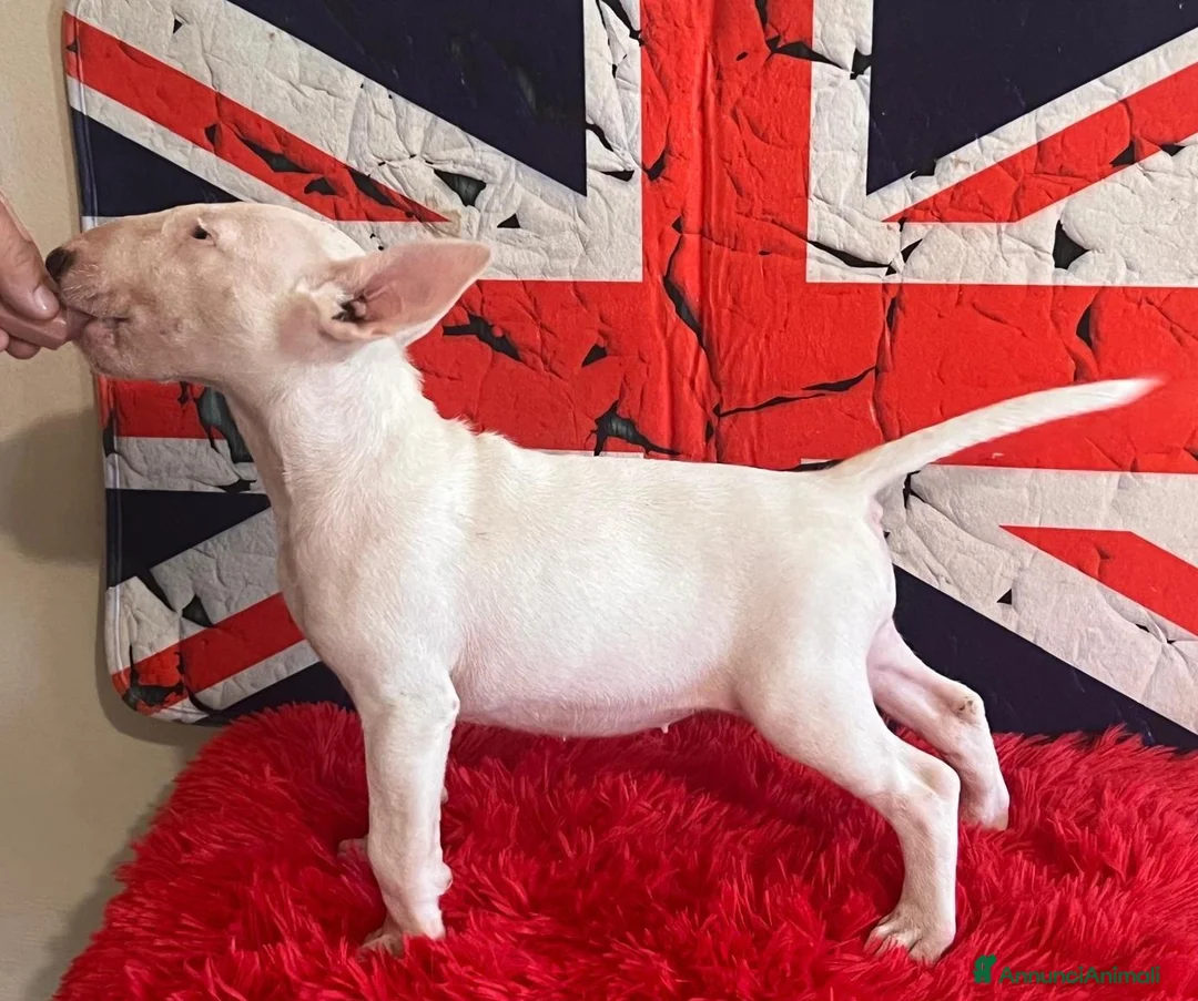 Bull Terrier cani in vendita: Bull Terrier inglese standard cucciole - Annuncio 1