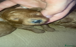 Barboncino cani in vendita: Meravigliose barboncine toy red - Immagine 2