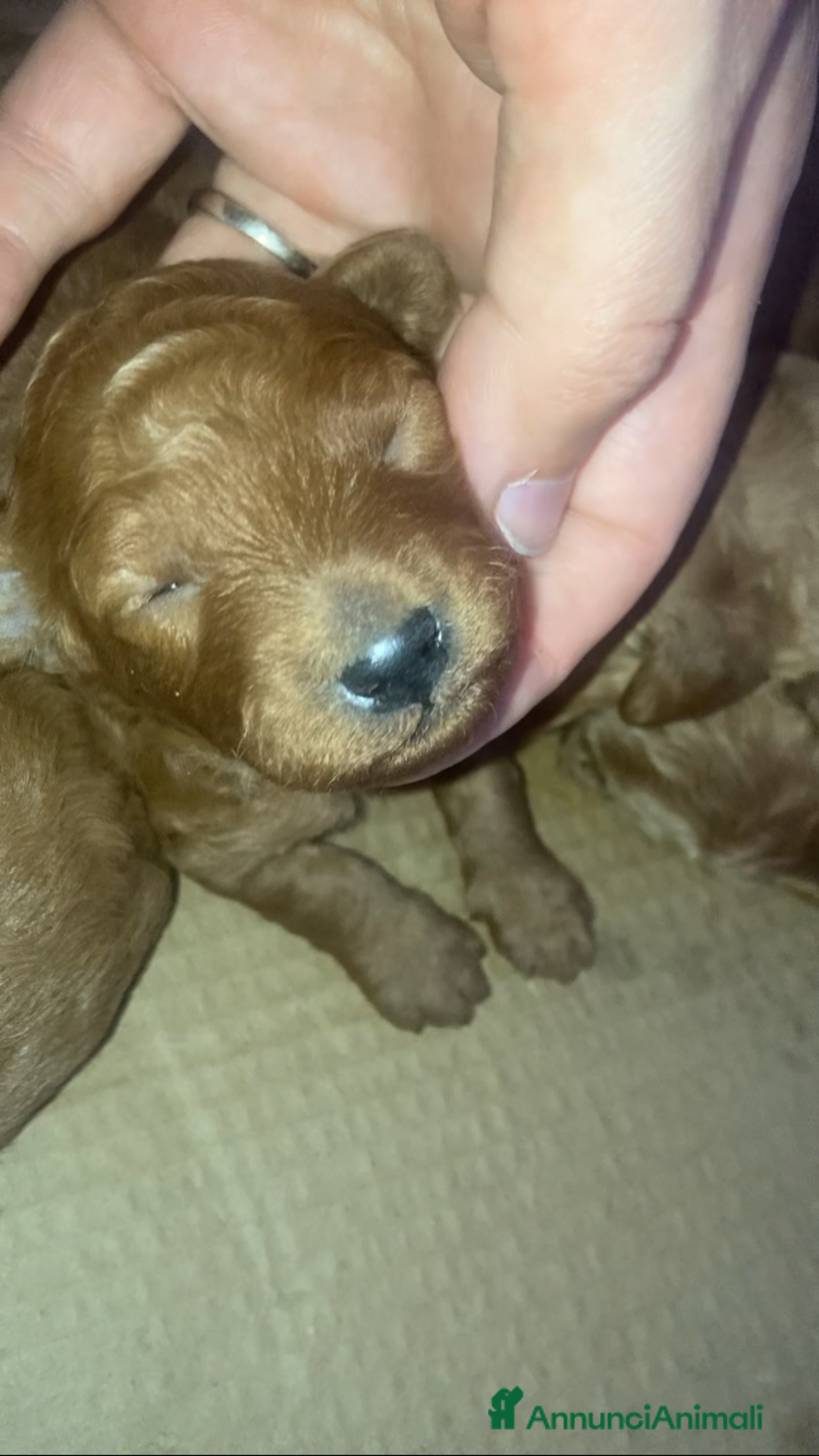 Barboncino cani in vendita: Meravigliose barboncine toy red - Immagine 2