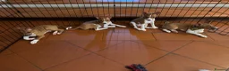 Basenji cani in vendita: Cuccioli di Basenji, disponibili da fine settembre - Annuncio 9