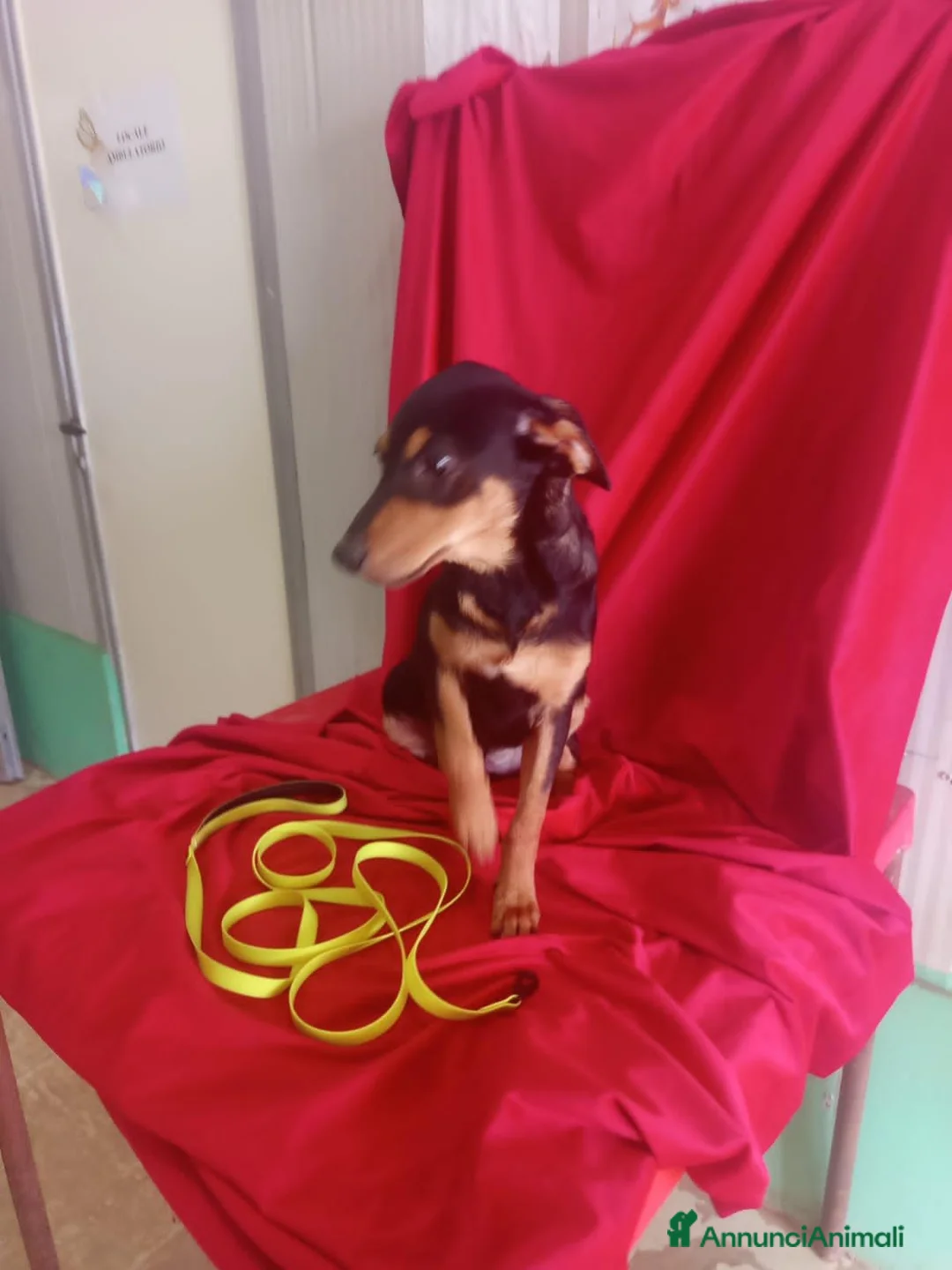 Meticcio cani in regalo: RITA  - Annuncio 1