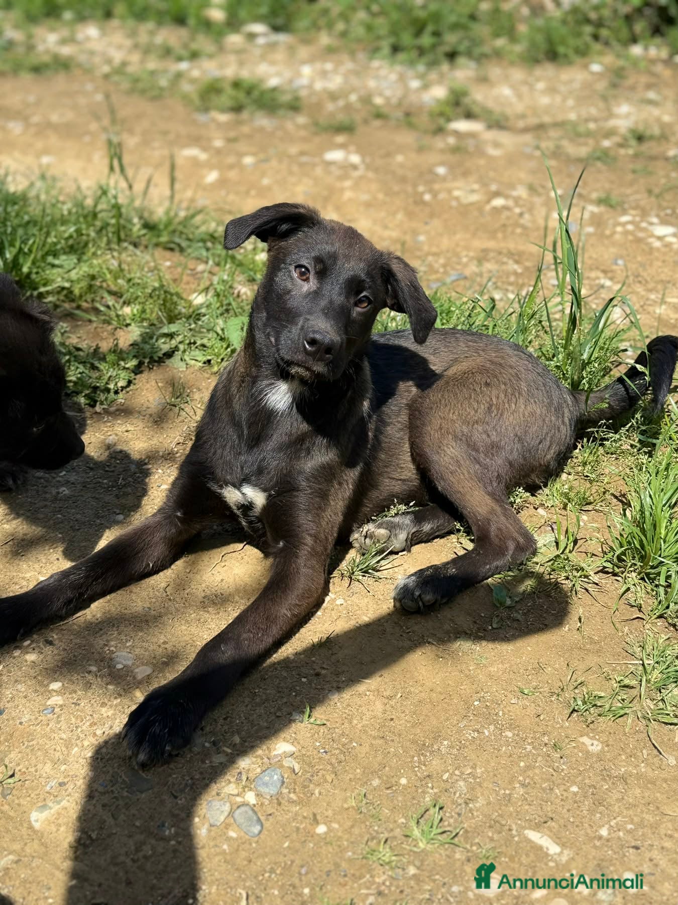 Meticcio cani in regalo: SILVER & STEEL, cuccioli dal manto argenteo!  - Annuncio 7