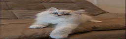 Ragdoll gatti in vendita: Bellissimi cuccioli di ragdoll - Annuncio 3