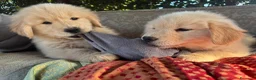 Golden Retriever cani in vendita: CUCCIOLA GOLDEN AMERICANO - Annuncio 15