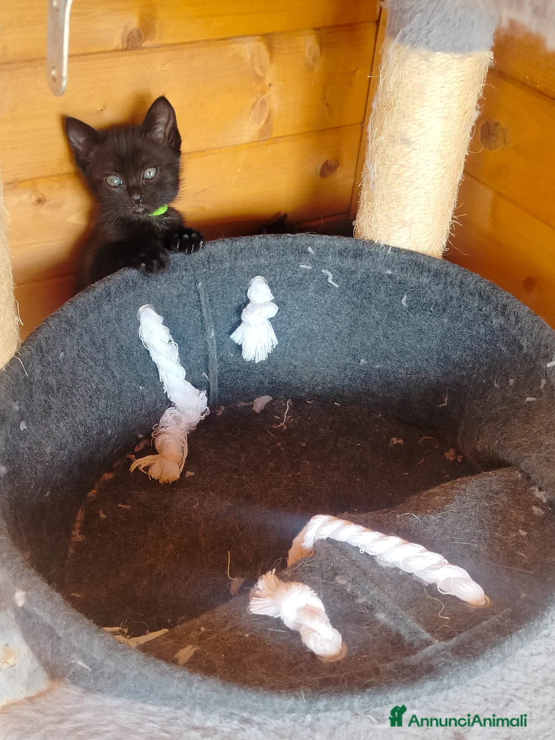 Meticcio gatti in vendita: Gattine - Annuncio 2