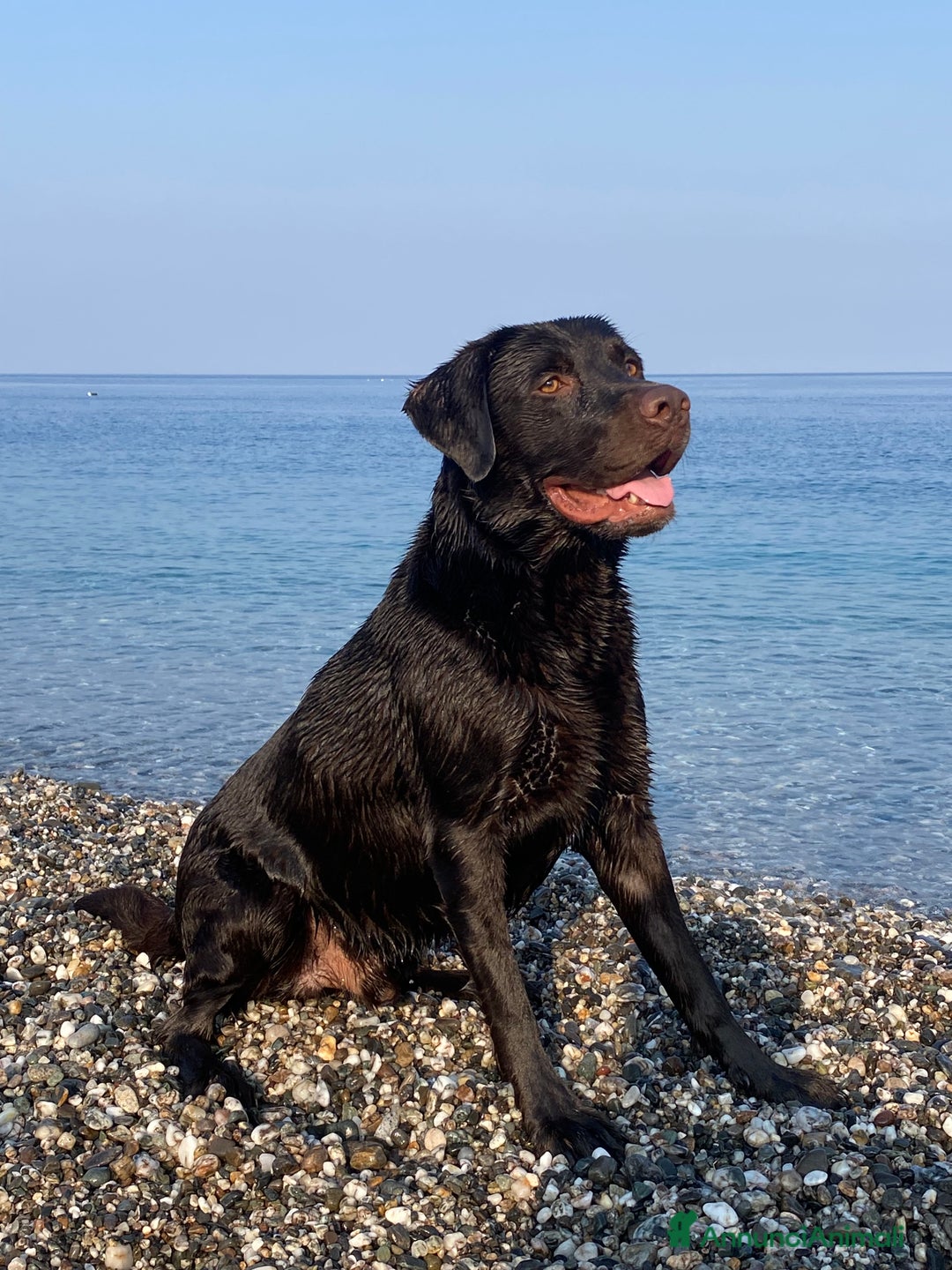 Labrador cani per accoppiamento: Cerco fidanzata Choco🤎 a Città metropolitana di Roma Capitale - Annuncio 11