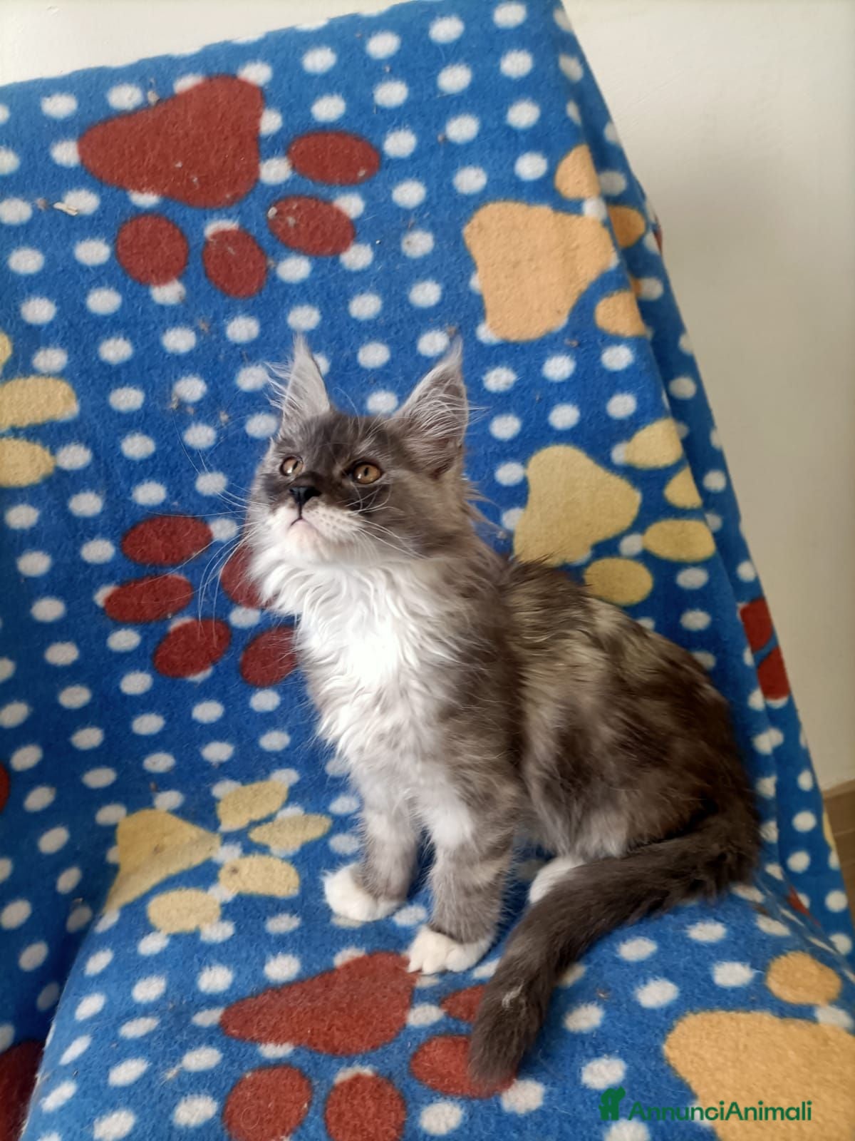 Maine Coon gatti Cucciole di Maine Coon  - Annuncio 21