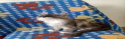 Maine Coon gatti in vendita: Cucciole di Maine Coon  - Annuncio 1