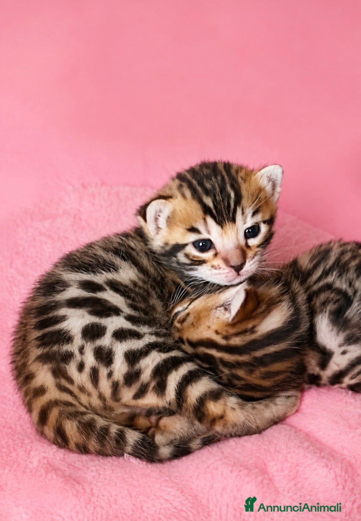 Bengala gatti gatto bengala  - Annuncio 2