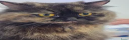 Persiano gatti in vendita: Cuccioli di persiano - Annuncio 1