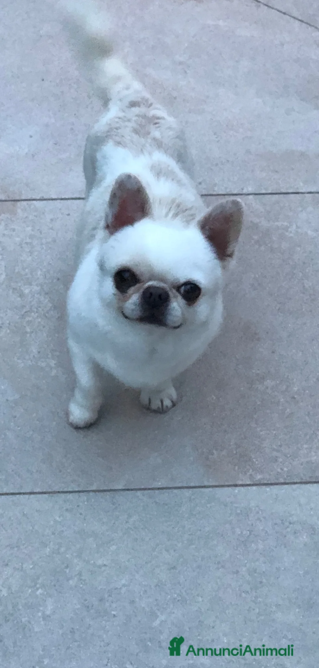 Chihuahua cani in vendita: Maschietto adulto  - Annuncio 5