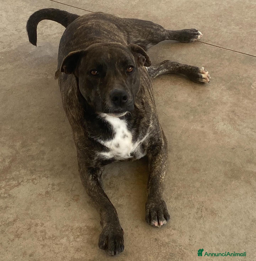 Meticcio cani in regalo: WENDY dolce cagnolina 2 anni cerca adozione a Provincia di Latina - Annuncio 2