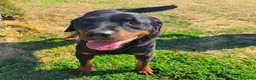 Rottweiler cani in regalo: ADAMO, splendido Rottweiler - Annuncio 2