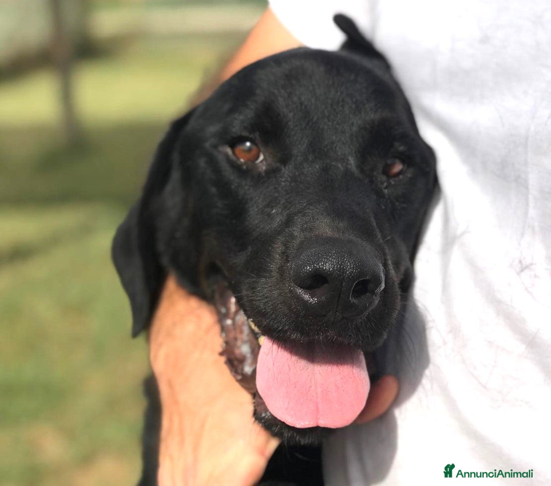 Mastino Napoletano cani NOwhite, simil mastino a Provincia di Latina - Annuncio 1