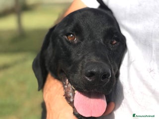 Mastino Napoletano cani NOwhite, simil mastino a Provincia di Latina - Annuncio 1