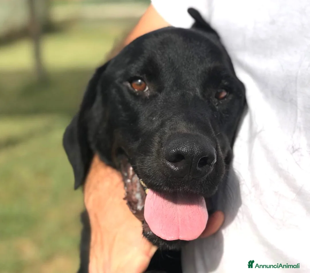 Mastino Napoletano cani in regalo: NOwhite, simil mastino a Provincia di Latina - Annuncio 1