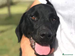 Mastino Napoletano cani NOwhite, simil mastino a Provincia di Latina - Annuncio 1
