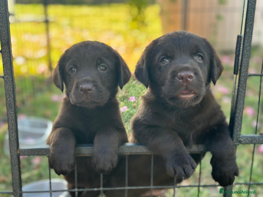 Labrador cani in vendita: Labrador choccolat cuccioli  a Provincia di Treviso - Immagine 3