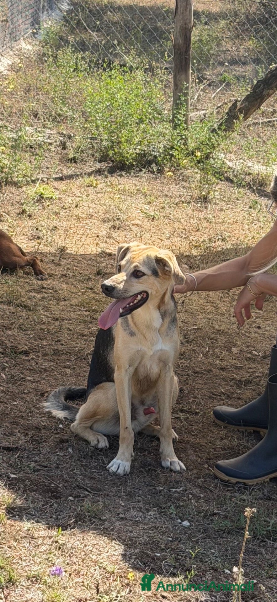 Meticcio cani Maky  - Annuncio 8