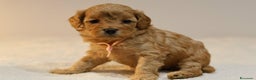 Meticcio cani in vendita: Cuccioli di F1BB Cavapoo Rosso & Crema - Annuncio 24
