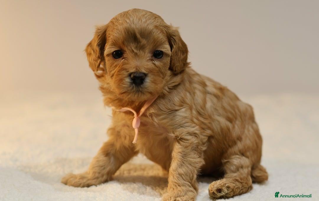 Meticcio cani in vendita: Cuccioli di F1BB Cavapoo Rosso & Crema - Annuncio 24