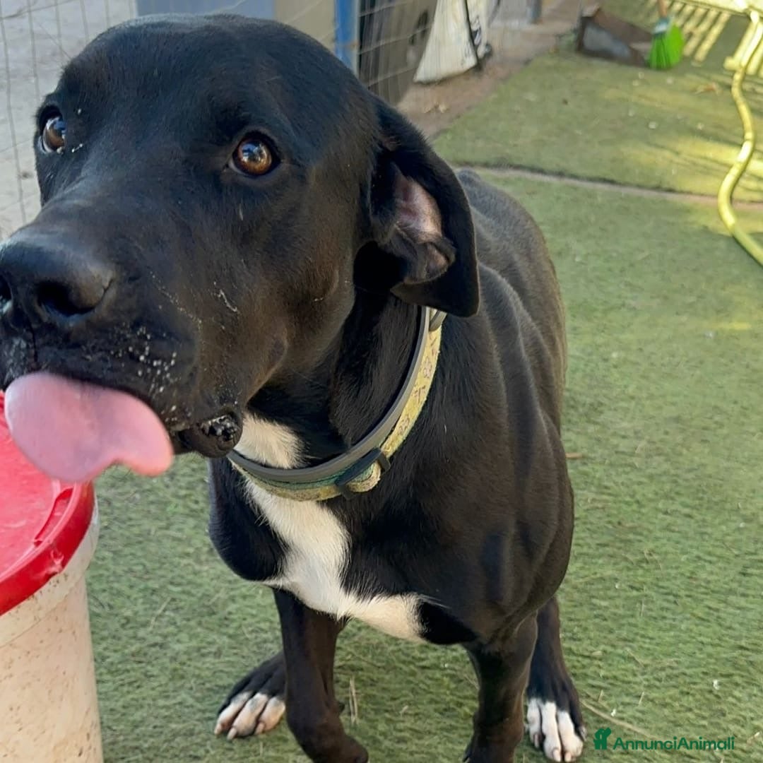 Meticcio cani in regalo: BENNY 💙 - ha bisogno di uscire da box 🙏🏻😞 - Annuncio 3