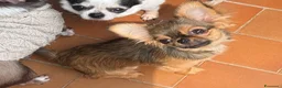 Chihuahua cani in vendita: Chihuahua mini - Annuncio 2