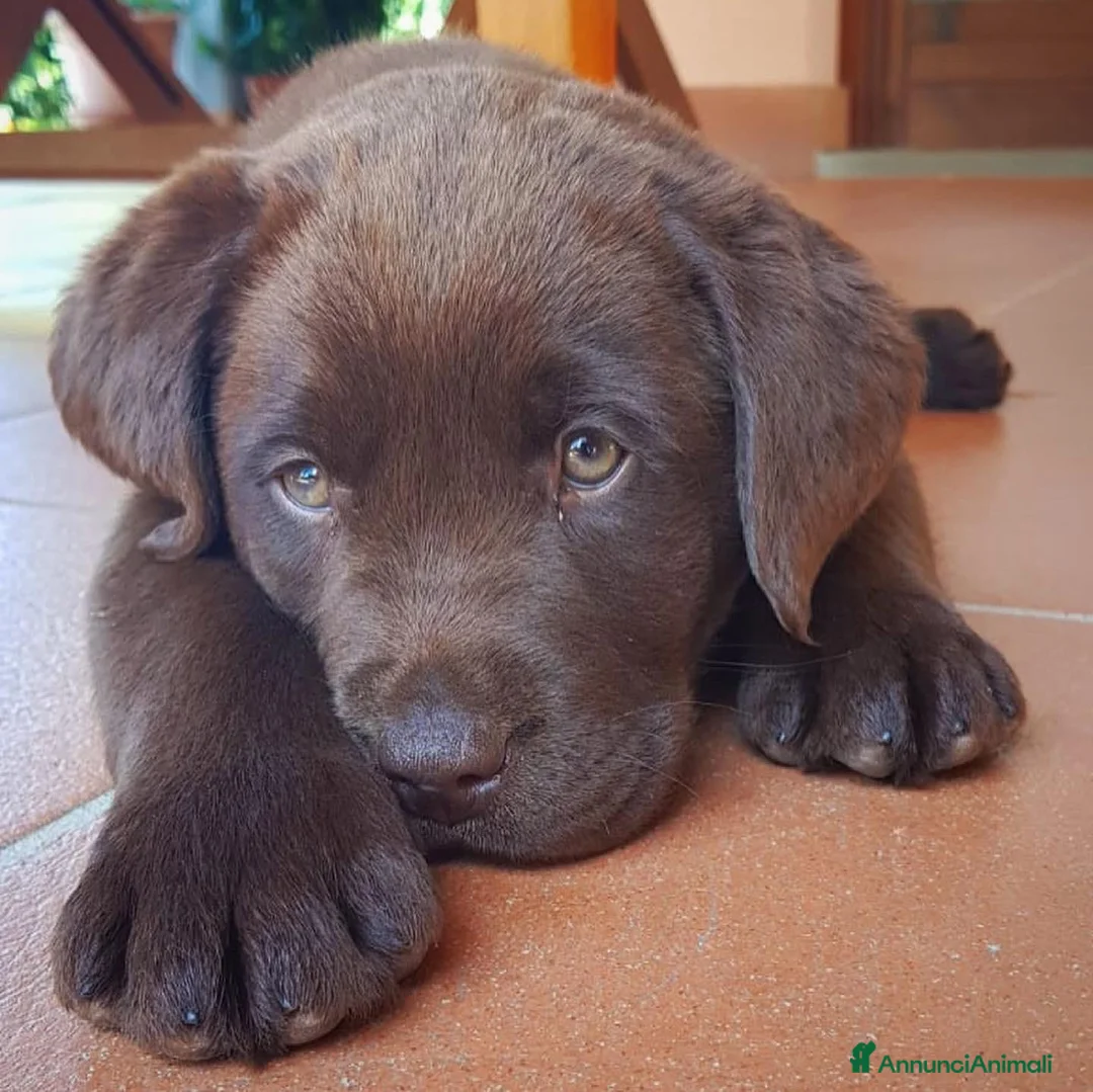 Labrador cani in vendita: Cuccioli di Labrador Retriever cioccolato  - Annuncio 5