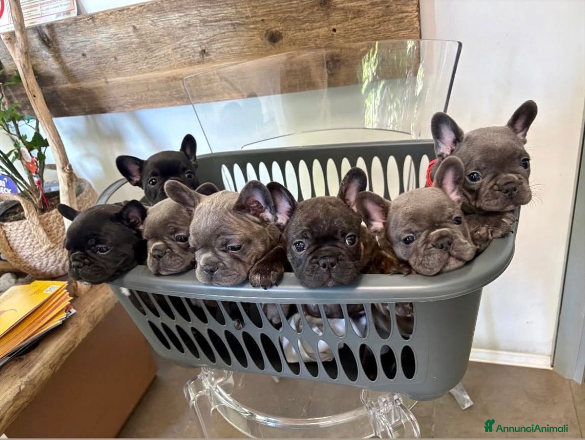 Bulldog Francese cani Cuccioli bulldog francese  - Annuncio 26