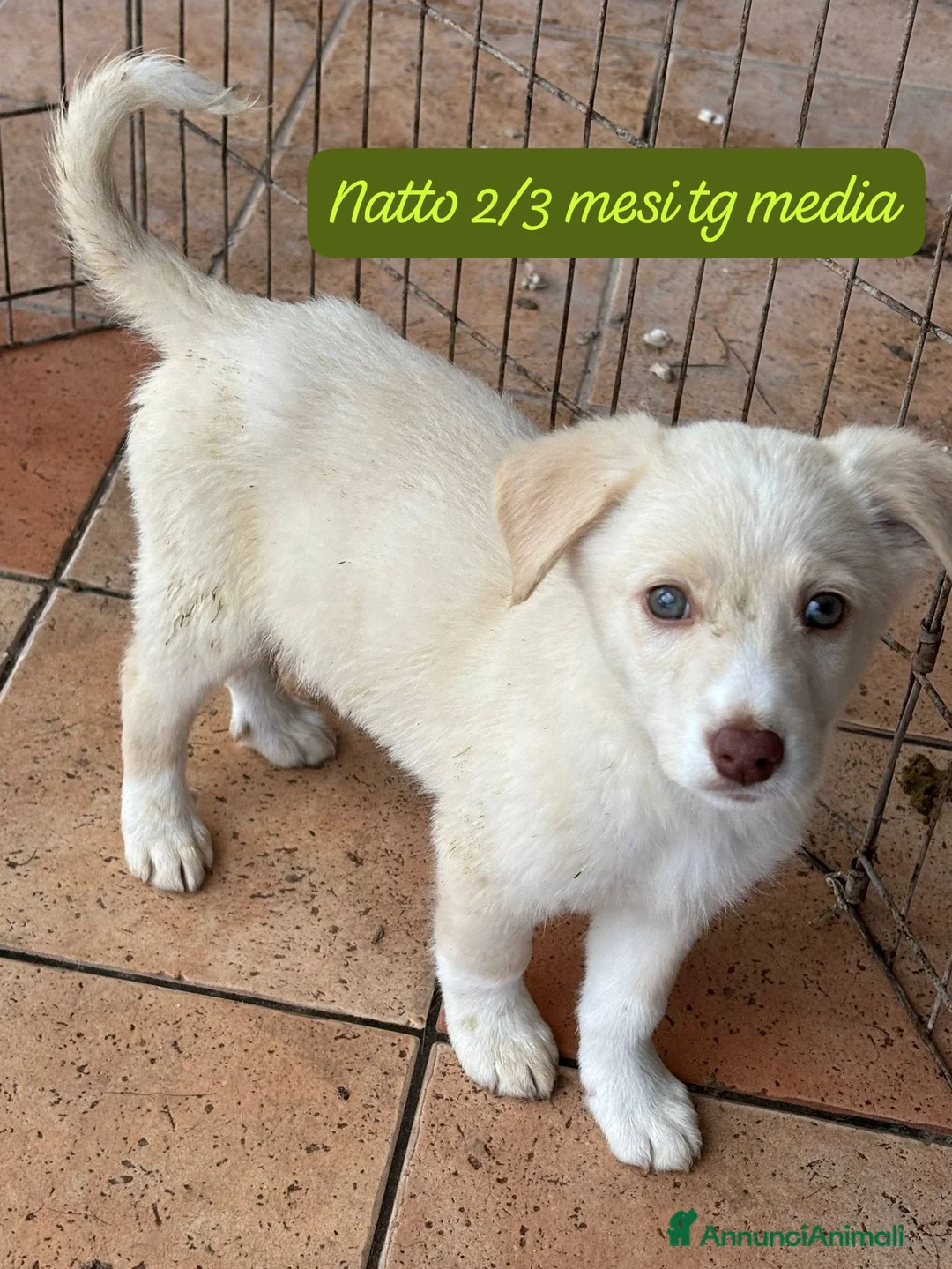 Meticcio cani in regalo: Cuccioli cercano urgentemente adozione - Annuncio 5