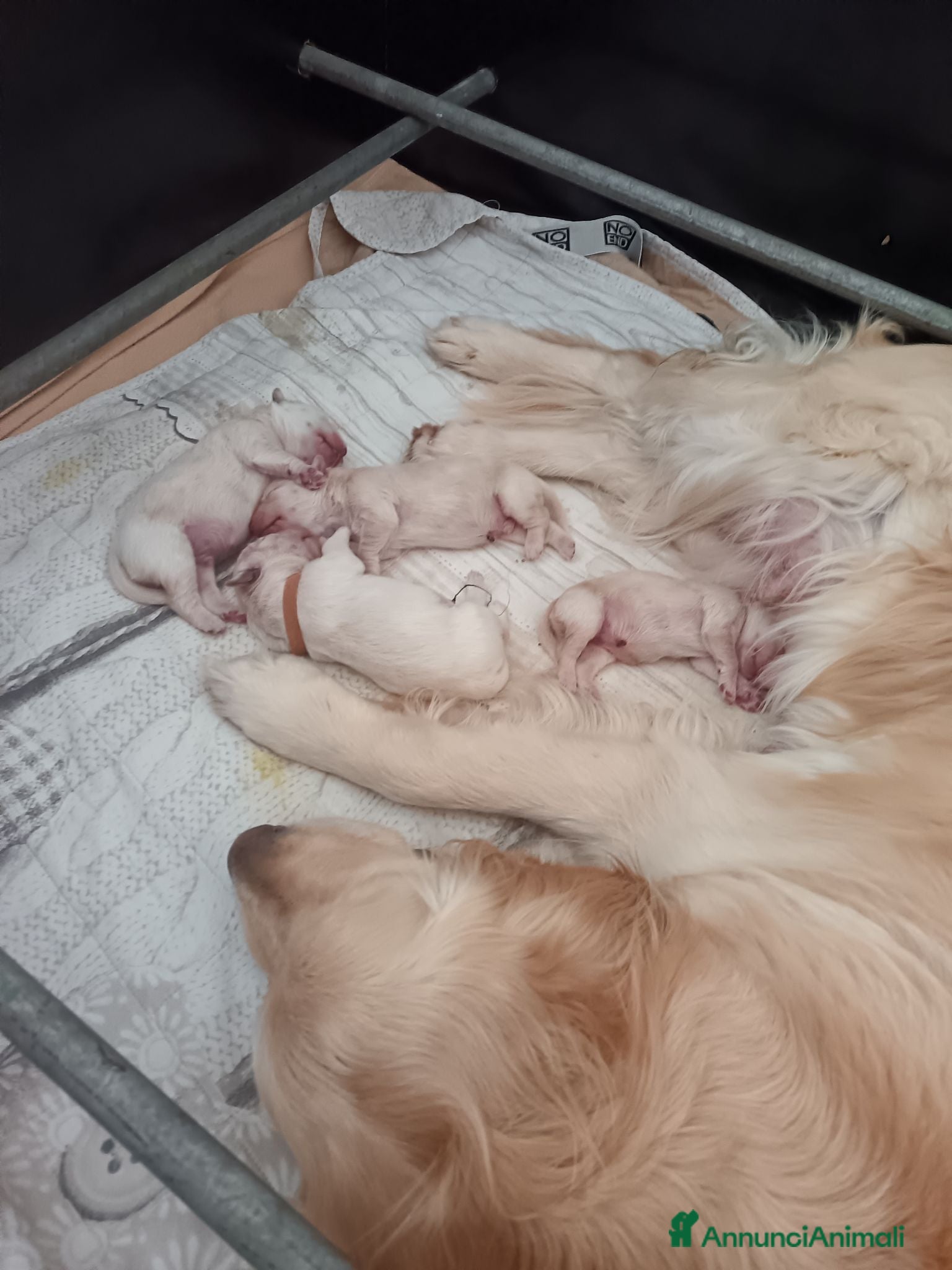 Golden Retriever cani Cuccioli golden retriever  - Annuncio 9