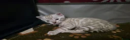 Bengala gatti in vendita: Cuccioli gatto bengala  - Annuncio 19