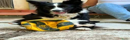 Border Collie cani in vendita: Cuccioli di Border collie con pedigree ENCI  a Città metropolitana di Catania - Annuncio 3
