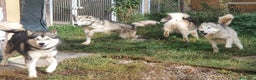 Alaskan Malamute cani in vendita: Alaskan Malamute cuccioloni  a Città Metropolitana di Bologna - Annuncio 8