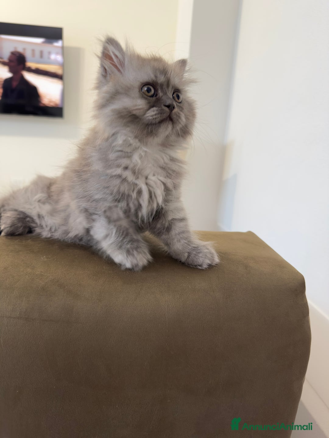 Persiano gatti in vendita: Gattine persiane a Provincia di Brescia - Immagine 14