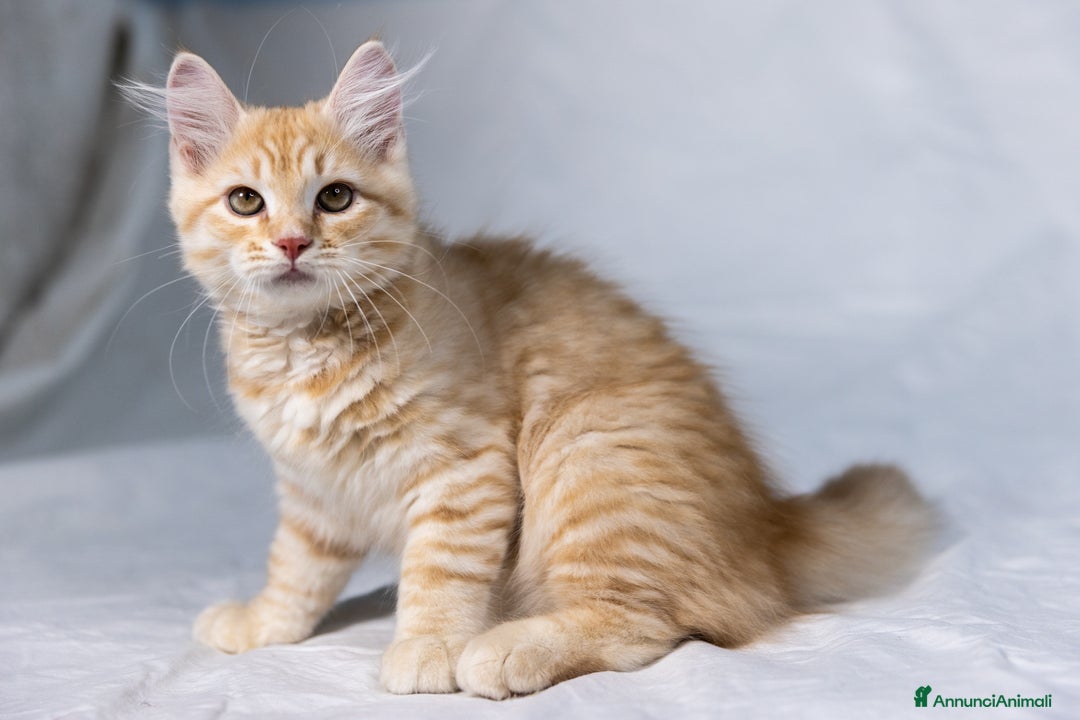Siberiano gatti in vendita: Cucciolo gatto siberiano subito disponibile a Città Metropolitana di Torino - Immagine 7