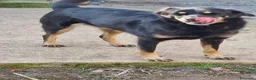 Meticcio cani in regalo: 17 chili, 7 anni, aspetto qualcuno da amare  - Annuncio 7