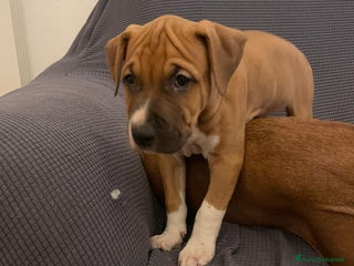 American Staffordshire cani Cucciolo ARTù - Annuncio 10