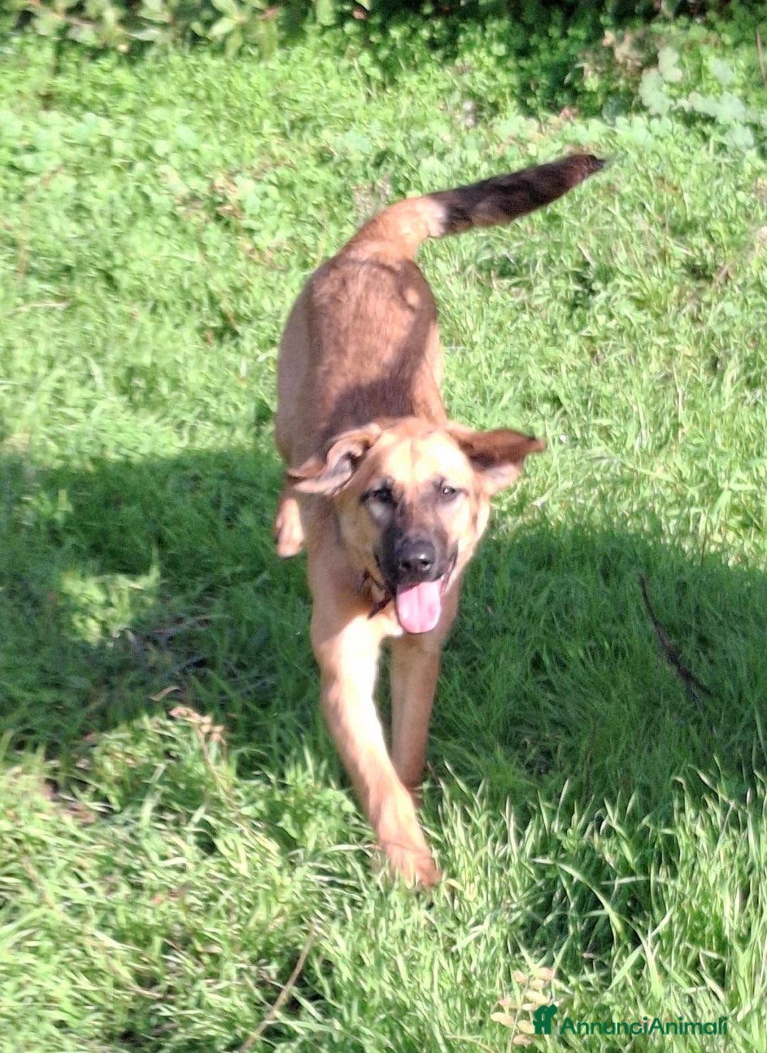 Meticcio cani in regalo: MORA 🩷 -cucciola stupenda; nessuno chiama per lei - Annuncio 9