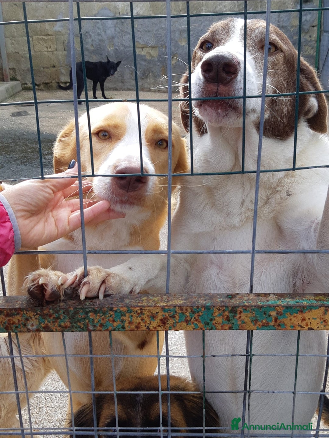 Meticcio cani in regalo: BIONDO, il cane più simpatico del canile! - Annuncio 5