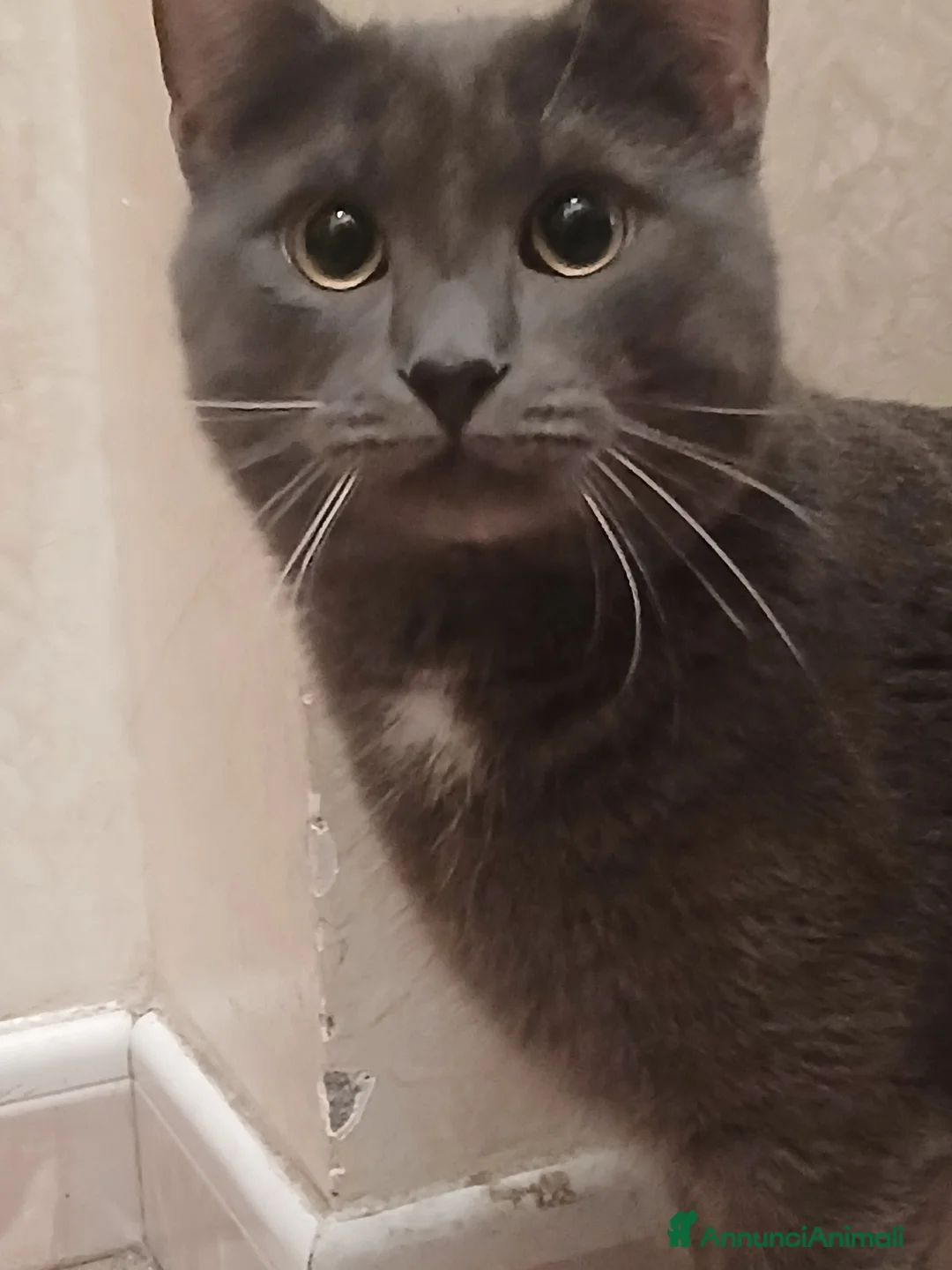 Europeo gatti in regalo: regalo gatto maschio  - Annuncio 3