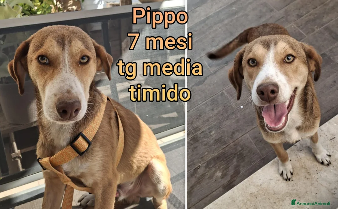 Meticcio cani in regalo: TROPPI CUCCIOLI ABBANDONATI! a Provincia di Verona - Annuncio 12