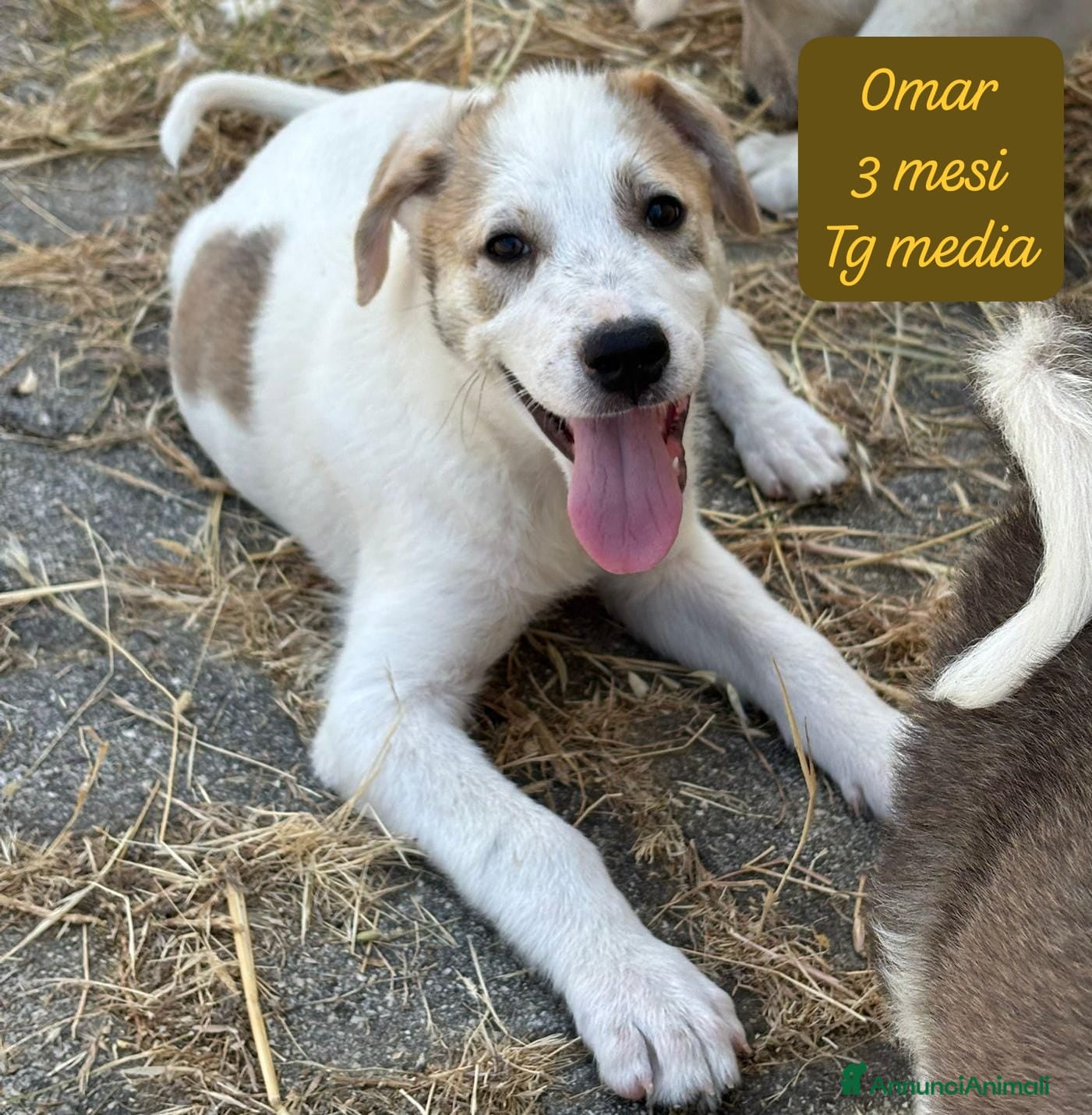 Meticcio cani in regalo: Cuccioli cercano urgentemente famiglia  a Provincia di Monza e della Brianza - Annuncio 4