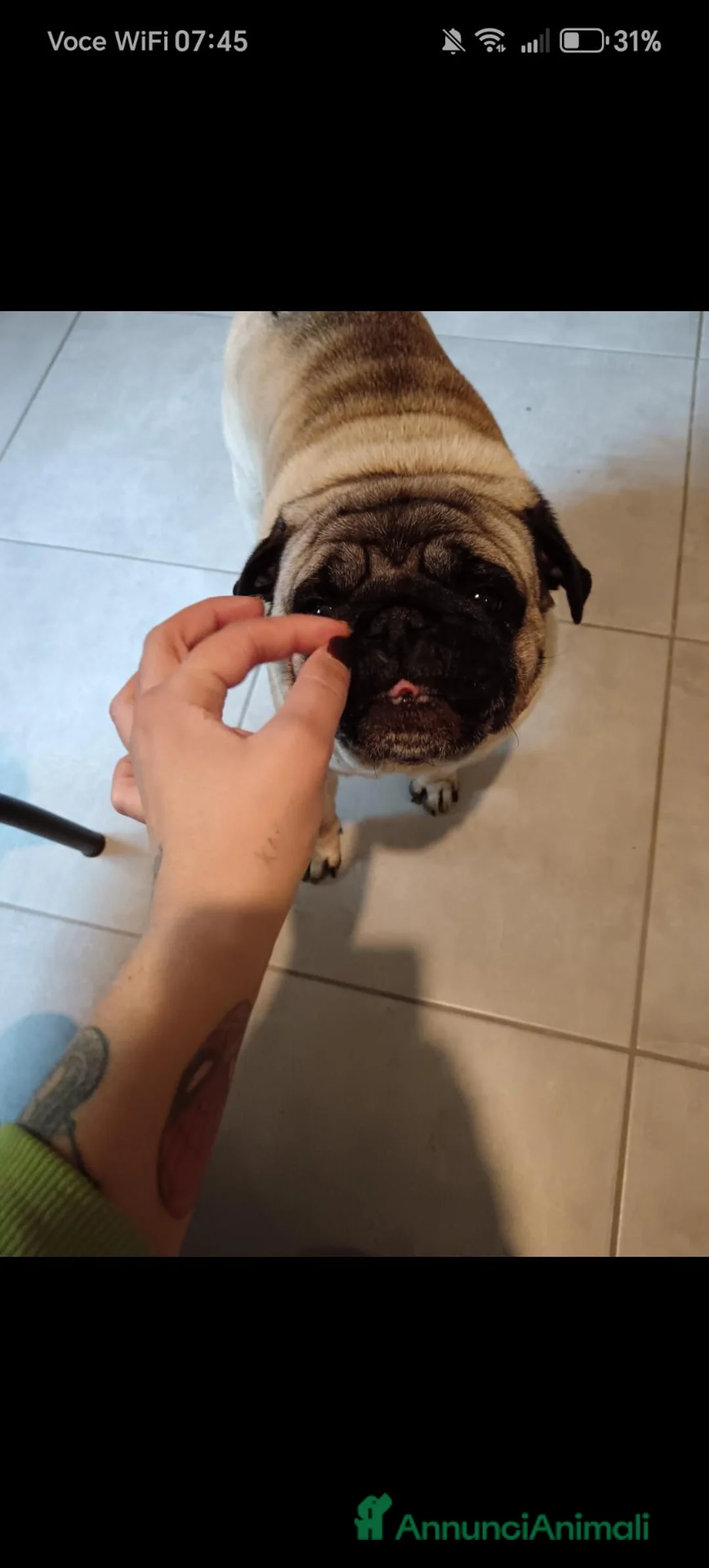Carlino cani in regalo: cane carlino maschio - Annuncio 3