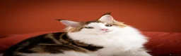 Maine Coon gatti in vendita: Mainemarie Quart - Annuncio 2