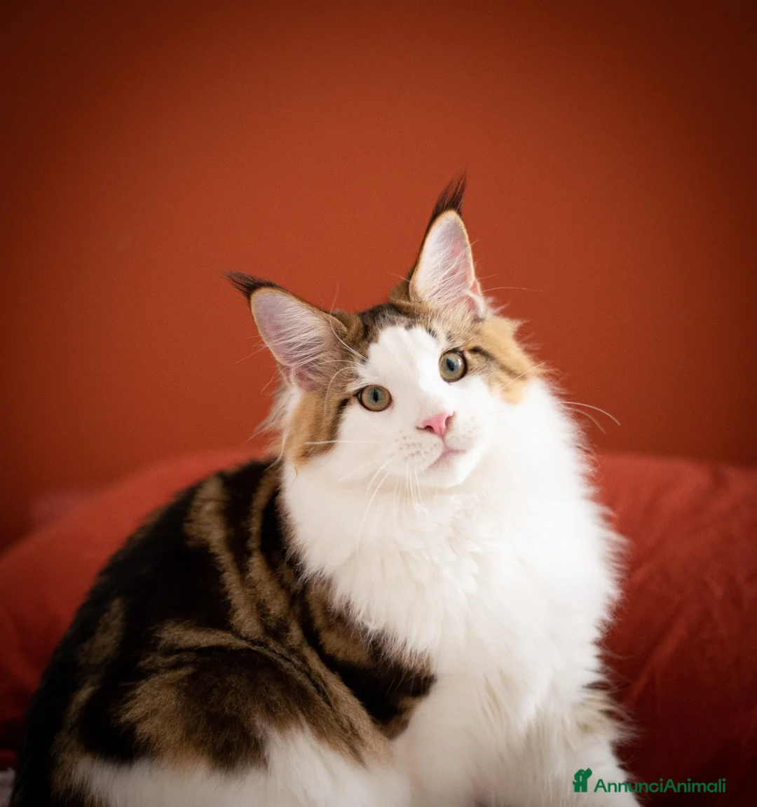 Maine Coon gatti in vendita: Mainemarie Quart - Annuncio 2