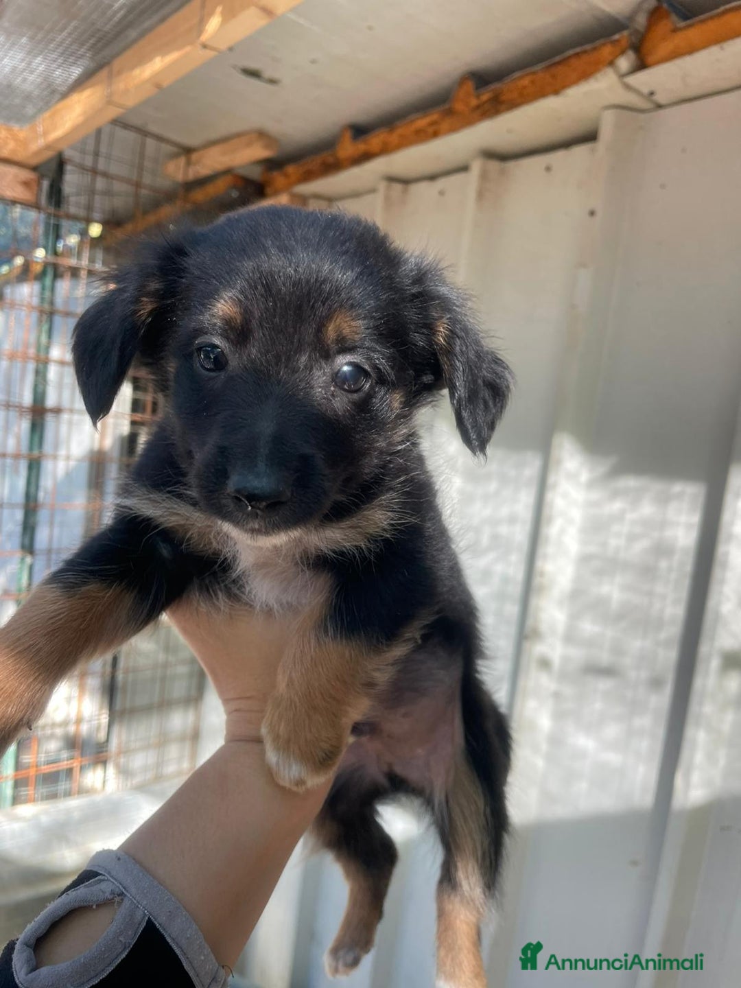 Meticcio cani in regalo: LE DOLCI PIETRE PREZIOSE - Annuncio 12