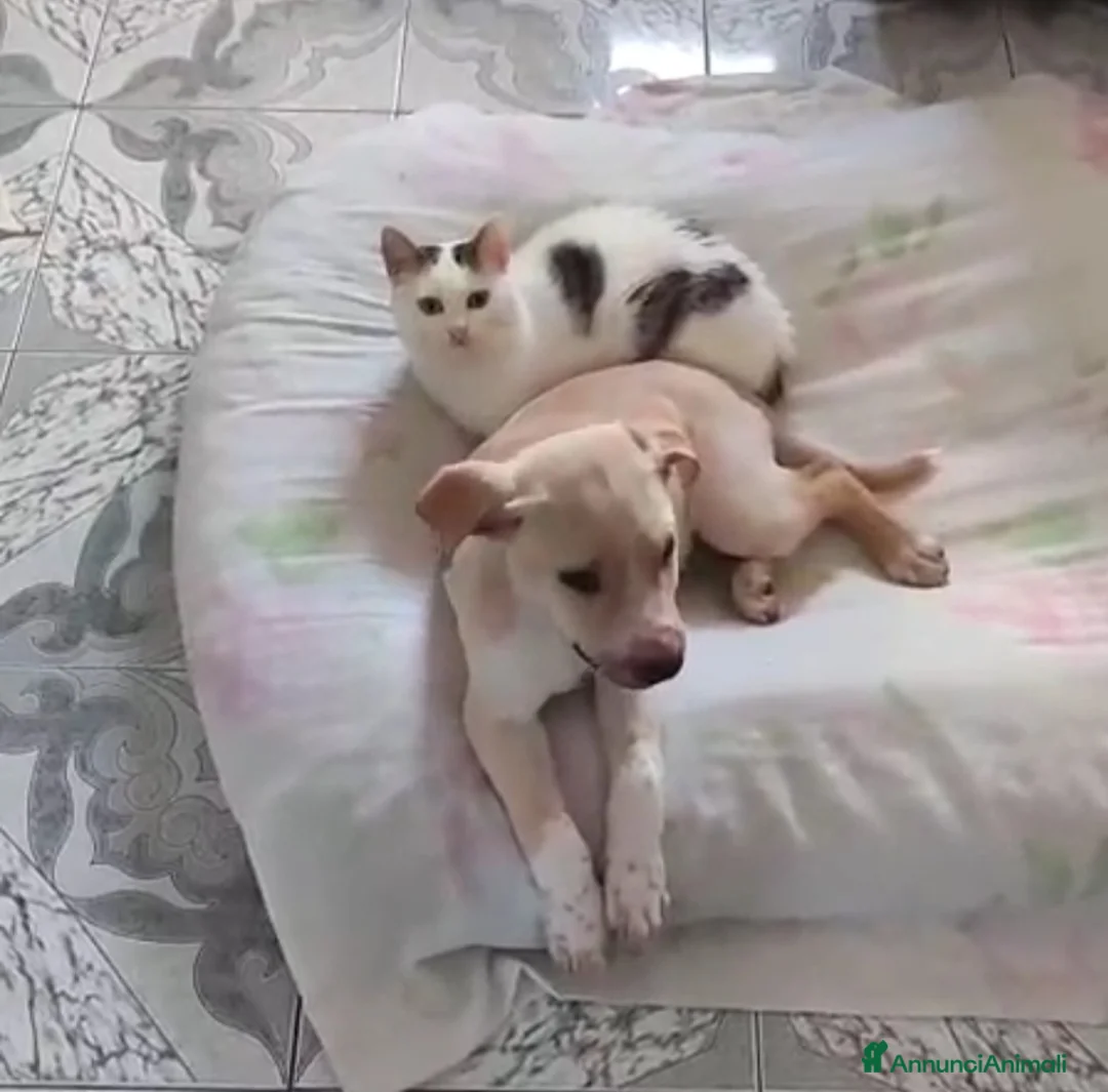 Meticcio cani in regalo: 3mesi pelo corto salvato dalla morte pronto x part - Annuncio 10